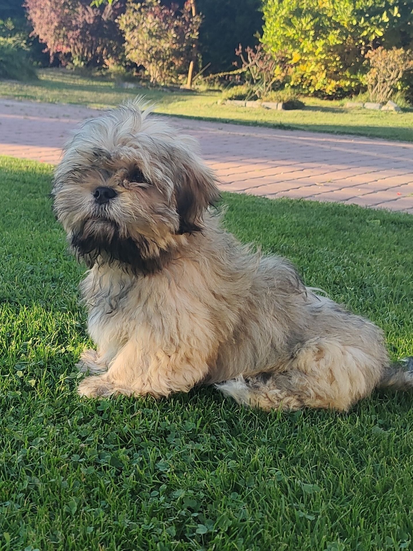 Lhasa Apso ZKwP. FCI