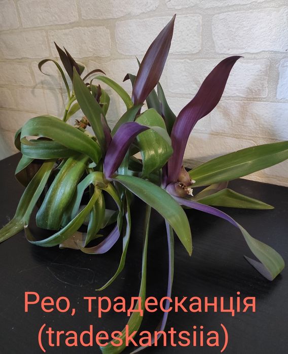 Кімнатні квіти, рослини. Комнатные цветы