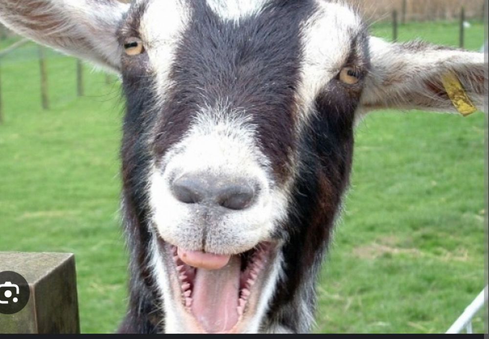 Кози , козенята , козли)))