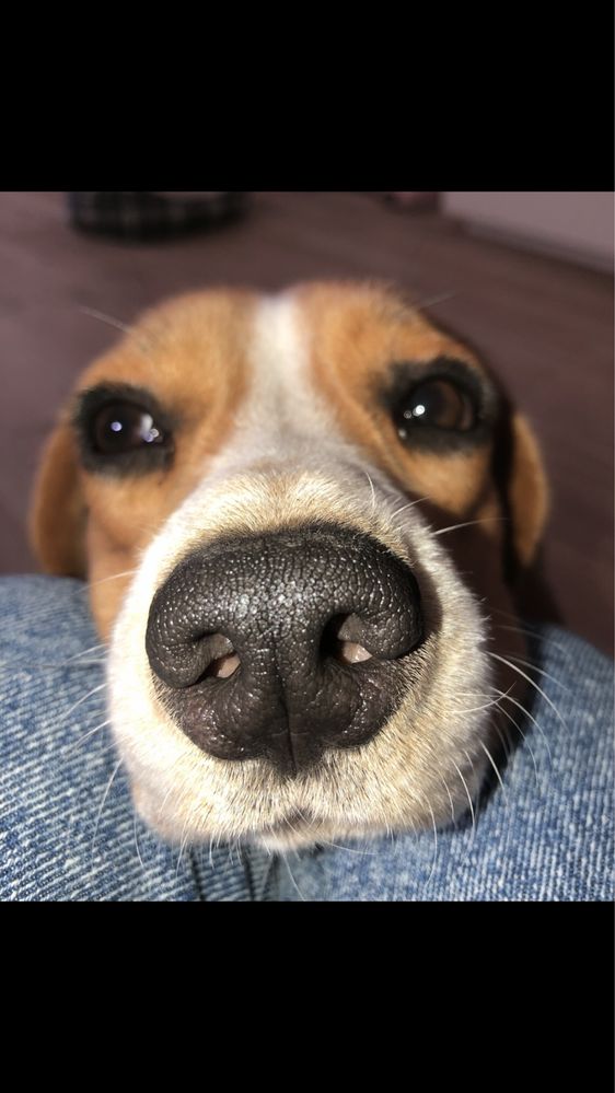 Doação de beagle