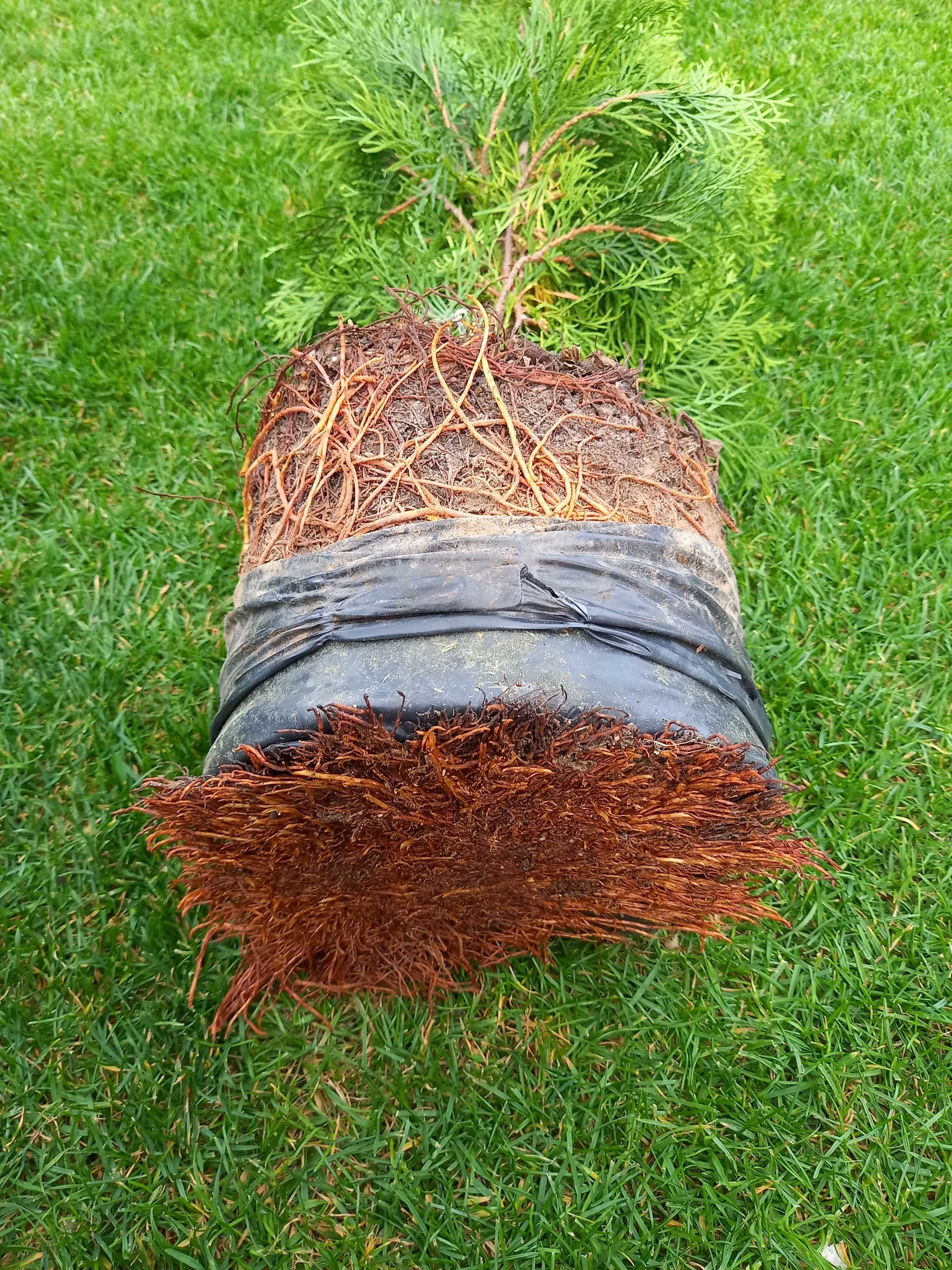 Tuja Thuja Szmaragd 100-120 cm W DONICY 5L Producent