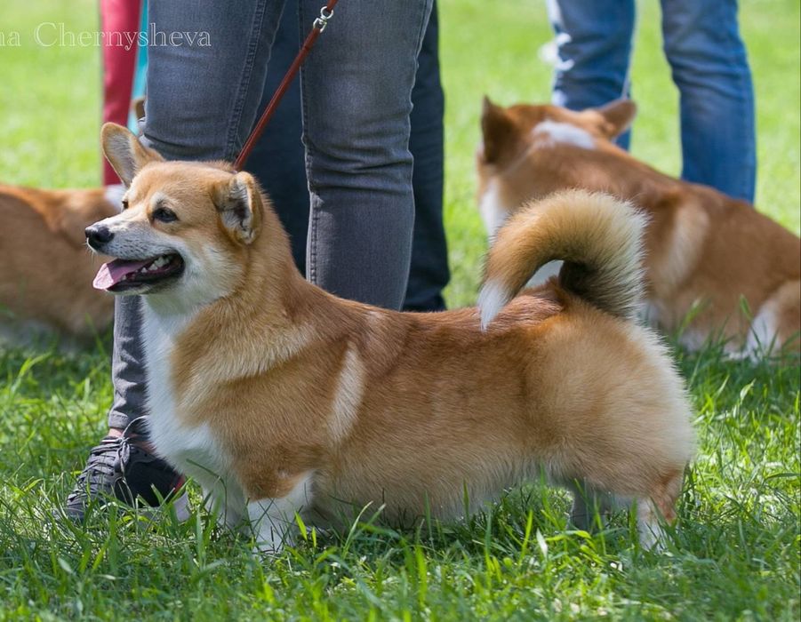 Взрослый кобель вельш корги пемброк КСУ