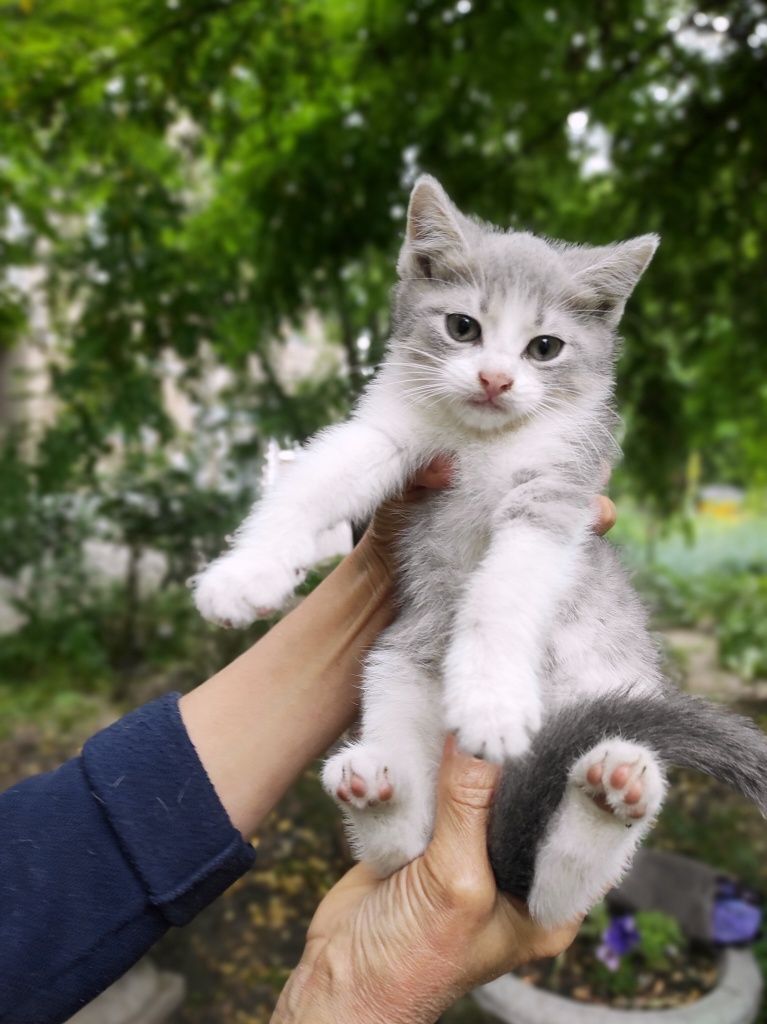 Шукаємо гарну та добру родину