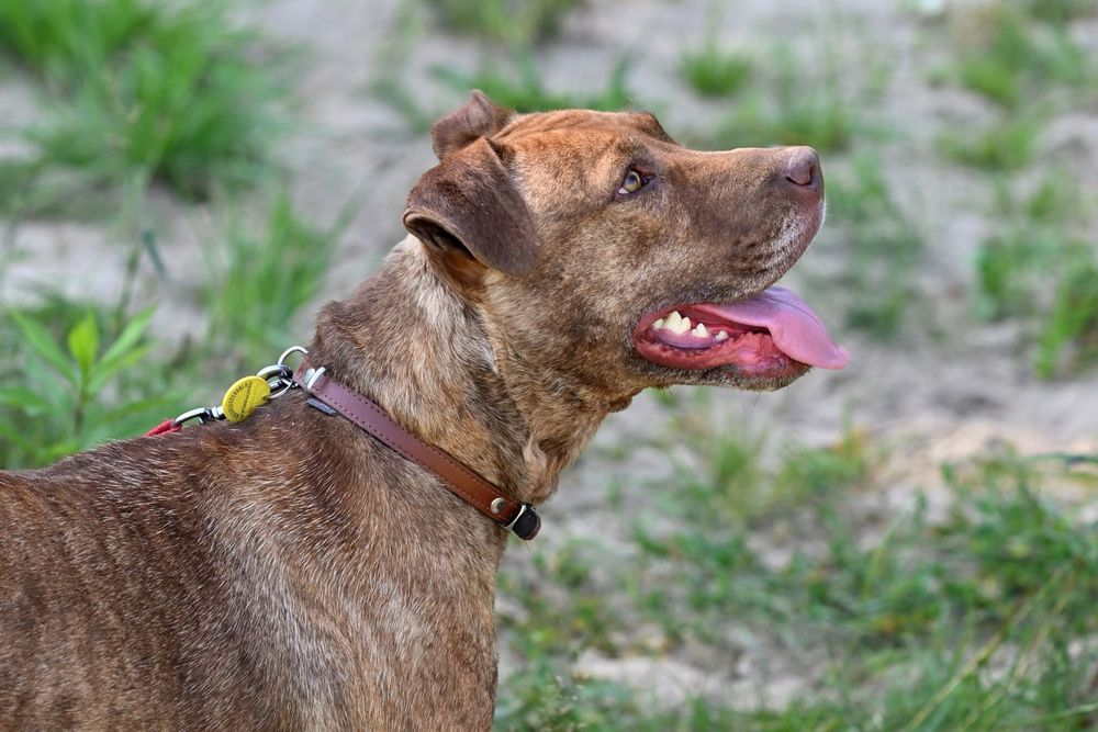 Amstaff do adopcji, sunia