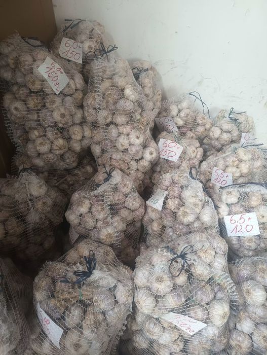 Czosnek harnaś, w pęczku