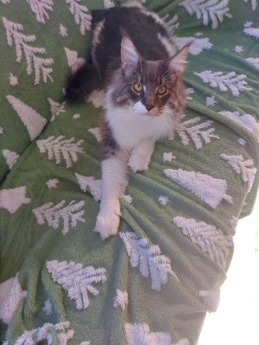 Kot Maine Coon rodowód FPL