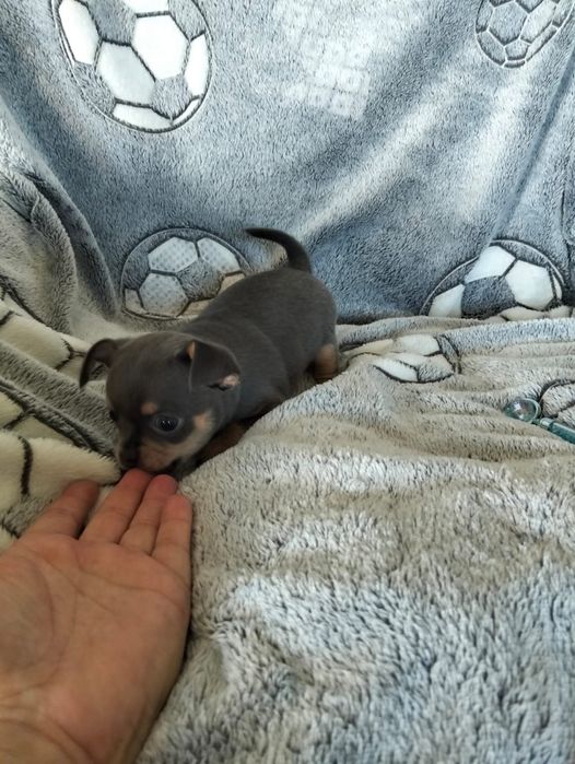 Niebieski chihuahua
