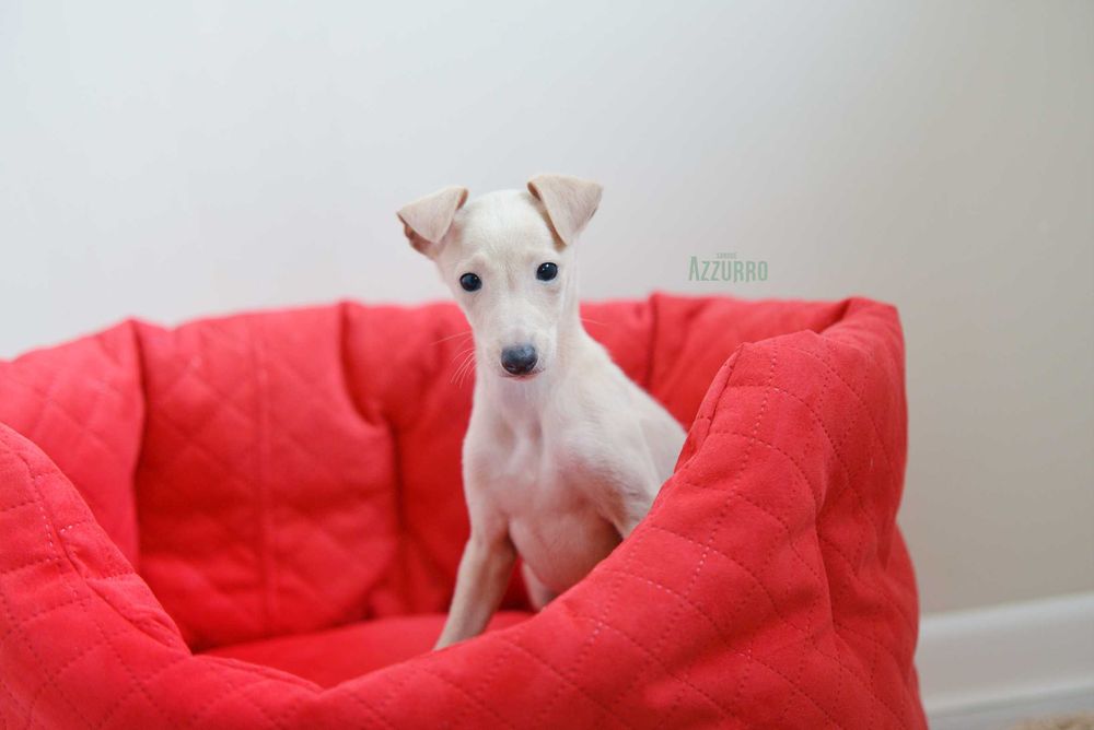 Charcik włoski ZKwP (FCI) Serniczek