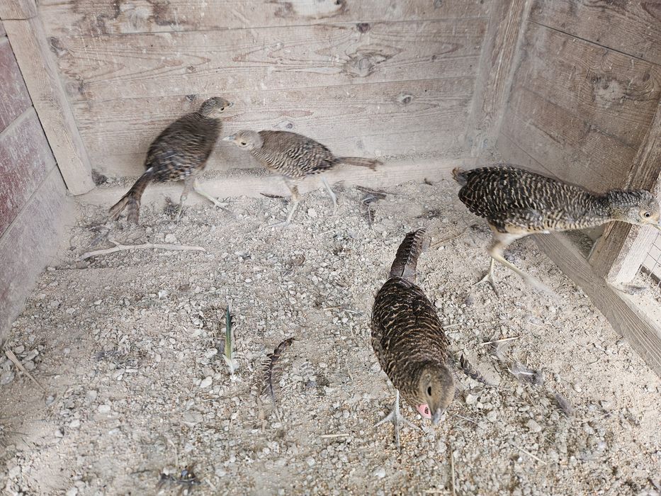 Bażanty złote młode