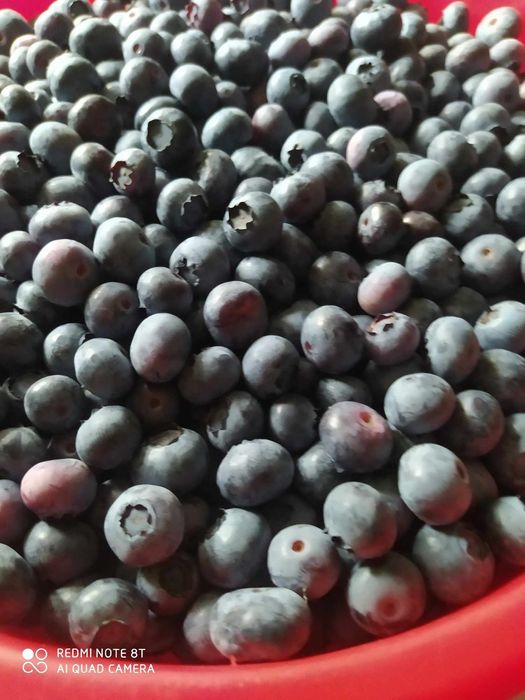 Borówka amerykańska uprawiana ekologicznie