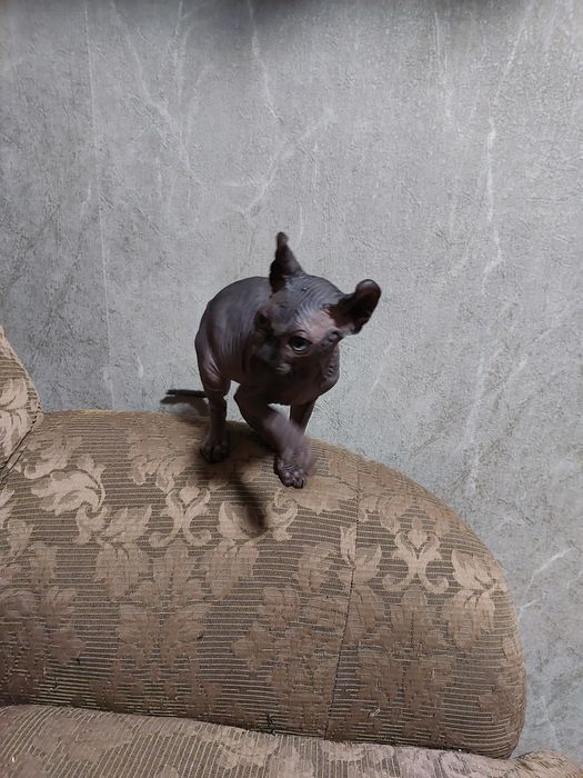 Чёрный мальчик ельф резиночка.Находится в Николаеве.