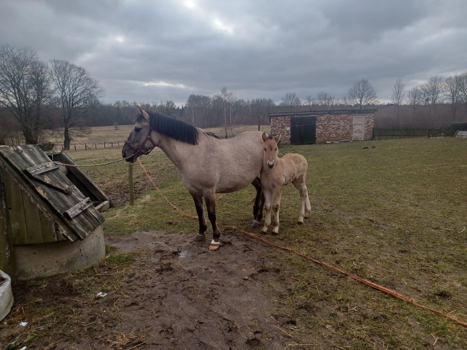 Sprzedam klacz konika polski