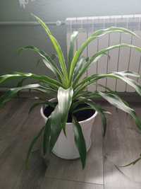 Dracena kwiat domowy