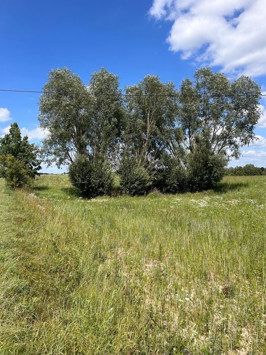 Działka 1,1 h nad jeziorem z linią brzegową Kleszczyn