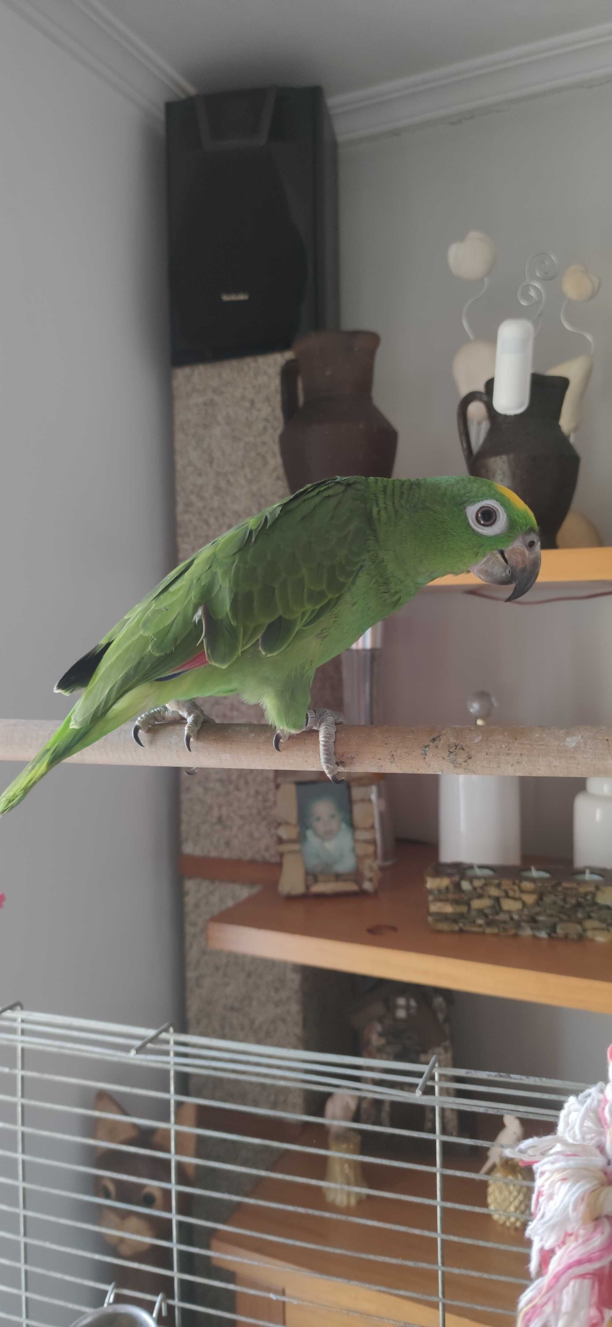 Vendo papagio amazonas ochrocephala