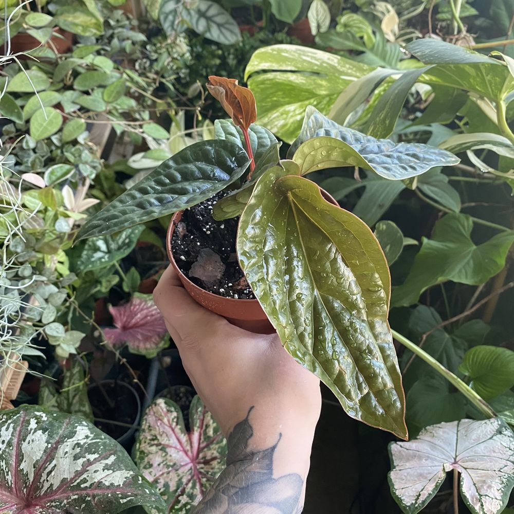 Антуріум Anthurium radicans x luxurians