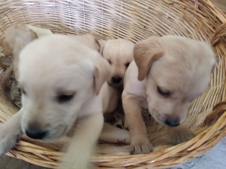 Лабрадори палевого і білого окрасу. Хлопчик. Прививки і документи є .