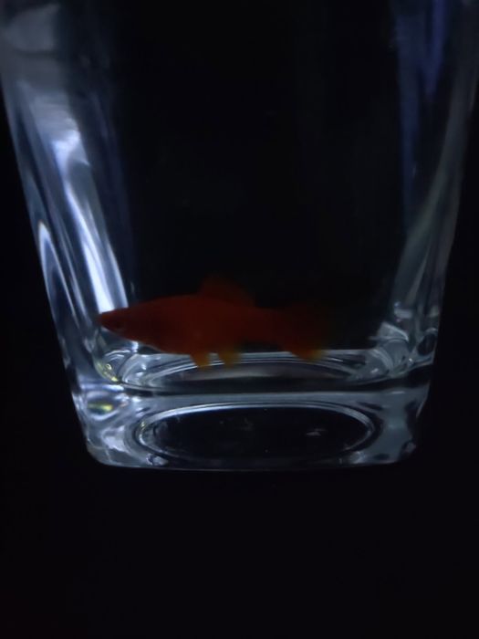 Sprzedam ryby- mieczyki razbory klinowe i neonki