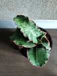Sansevieria kolekcjonerska Silver Blue