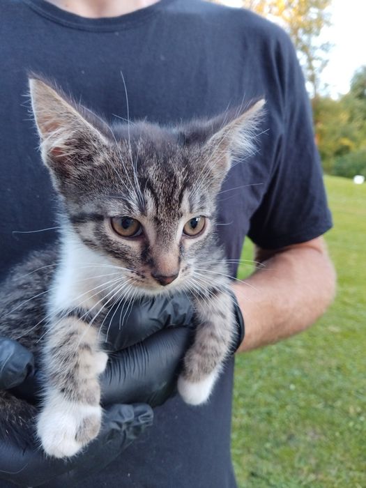 Kocięta szukają swojego Człowieka