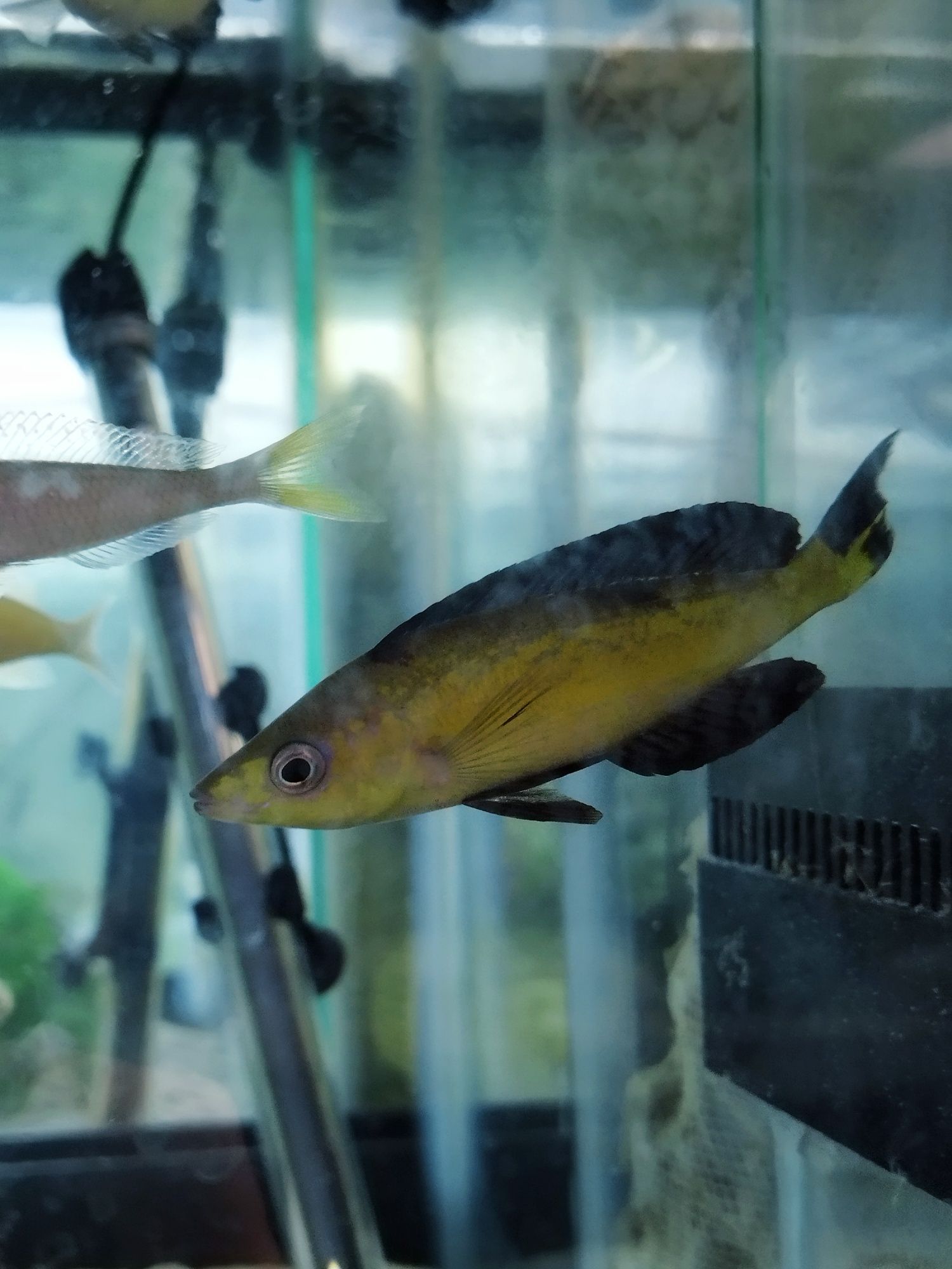 Cyprichromis microlepidotus Kasai tanganika