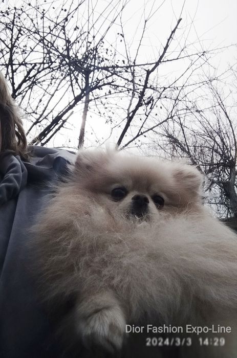 Dior Fashion запрошує на в'язку. Шпіц пом, КСУ, 21 см.