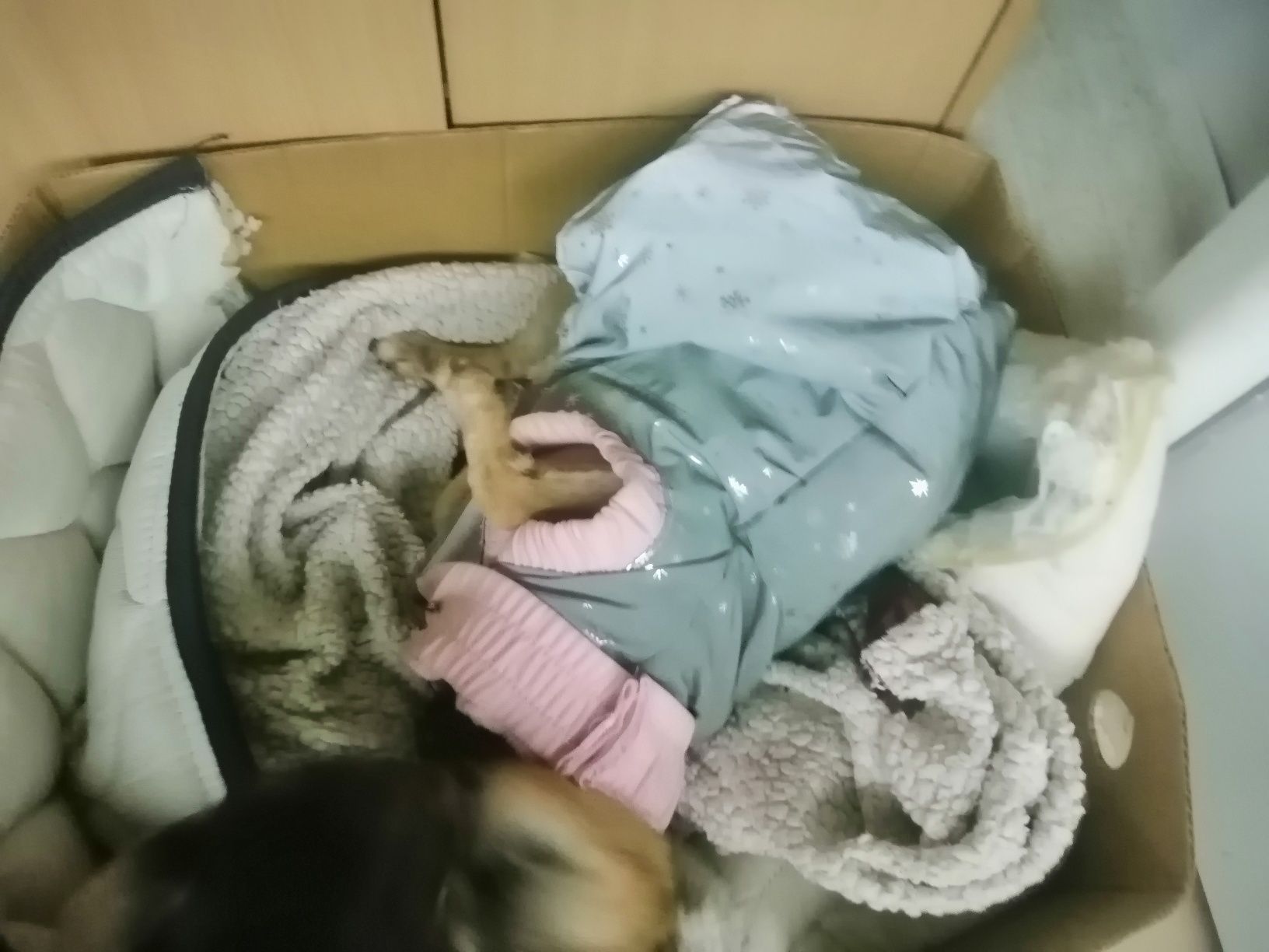 pinscher com cancro arraçada para adoção