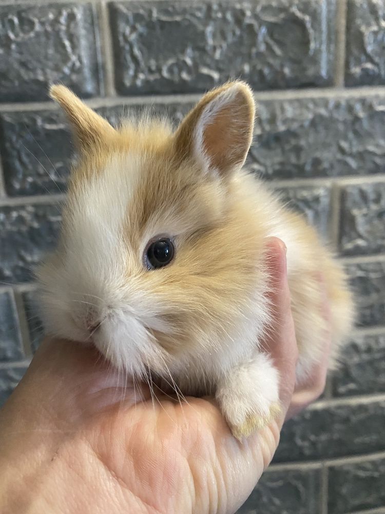 Яркие малыши мини кролики уже в продаже