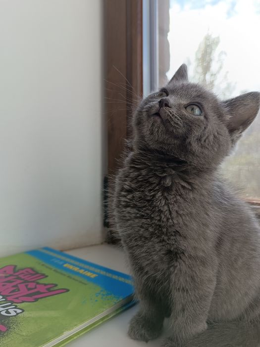 Отдадим котенка в добрые руки по обстоятельствам