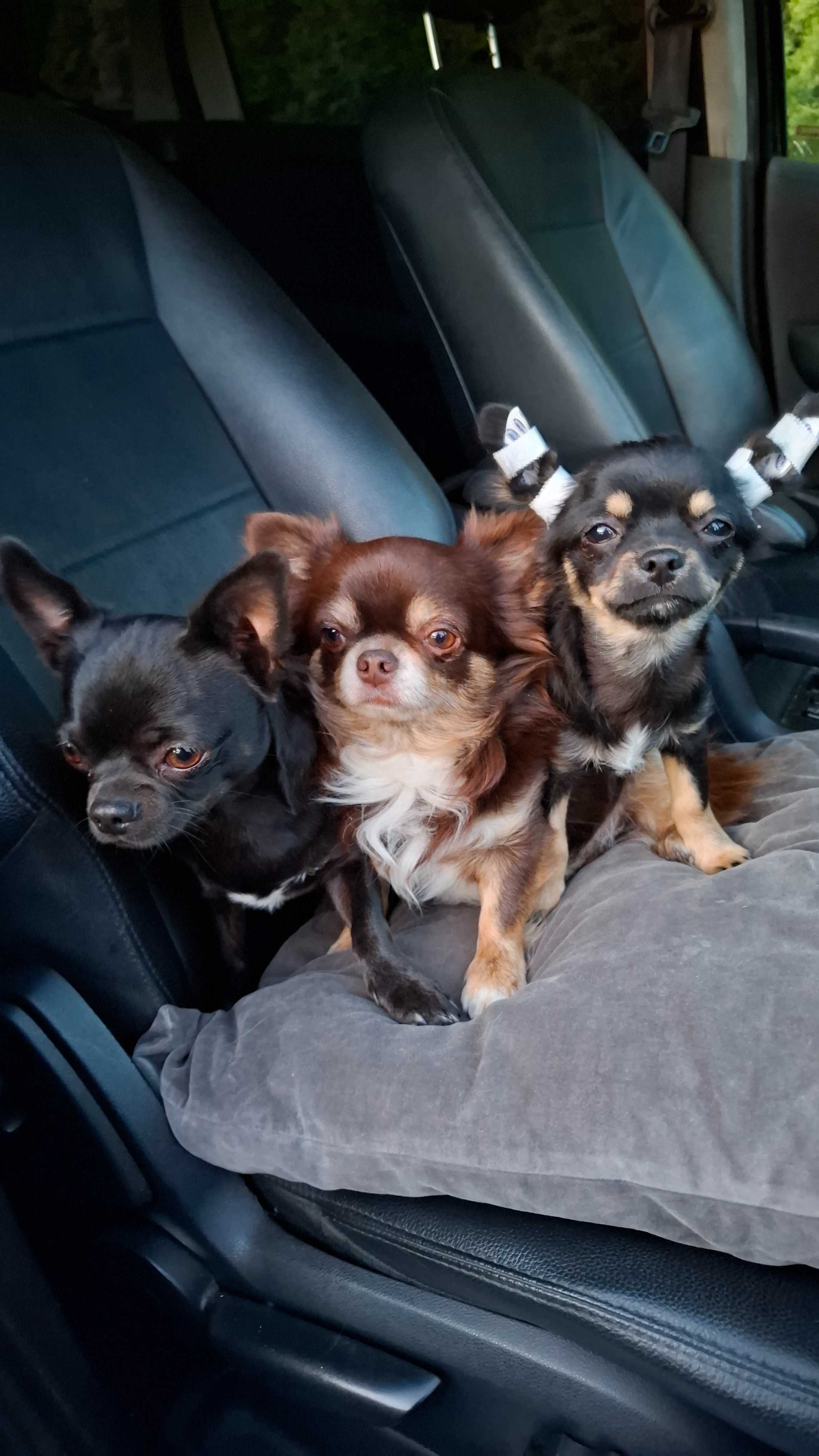 Czarno-podpalany długowłosy chihuahua samiec gotowy do odbioru/rodowód