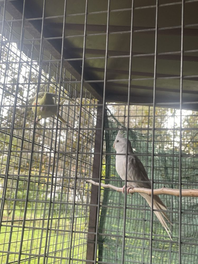 Casal Caturras Reprodutor