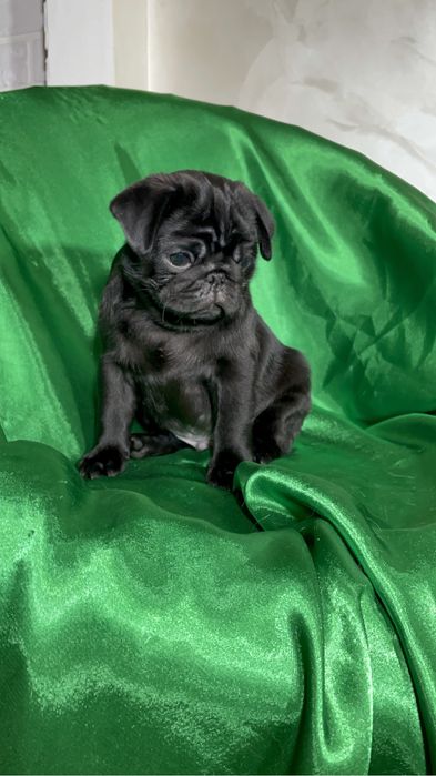 Щеночки мопса