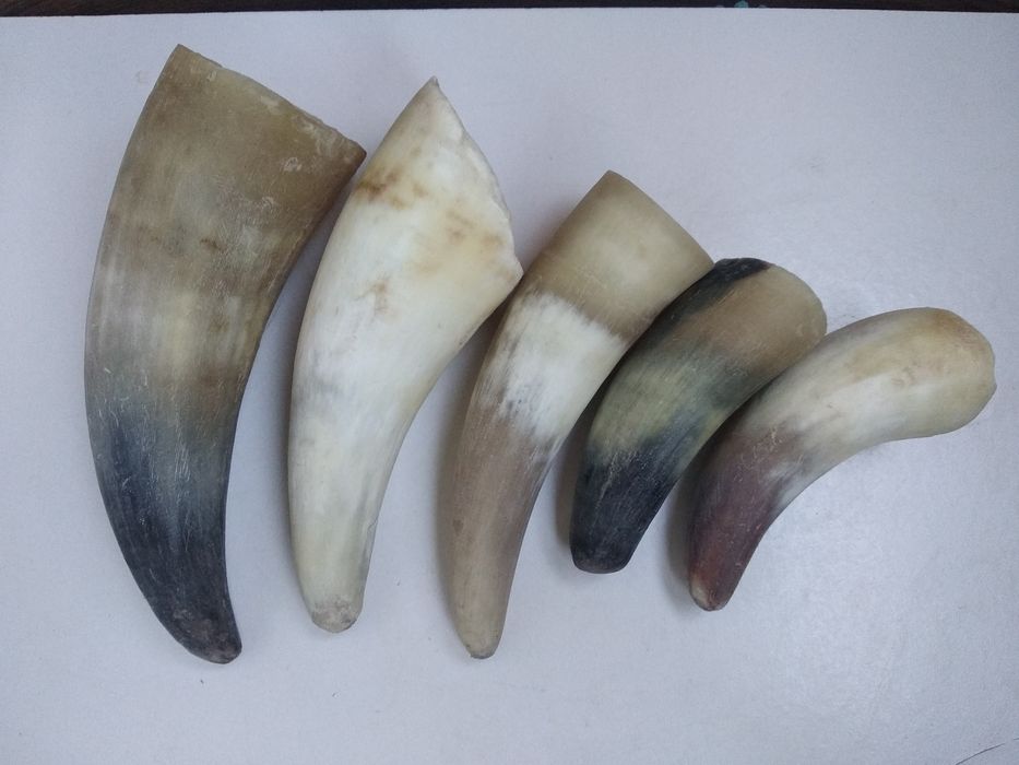 Рога натуральные