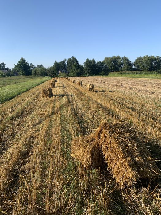 Солома свіжий врожай 2025 • Пшенична та вівсяна • с. Добросин