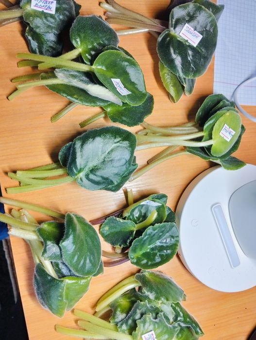 Фіалки лист 5 грн