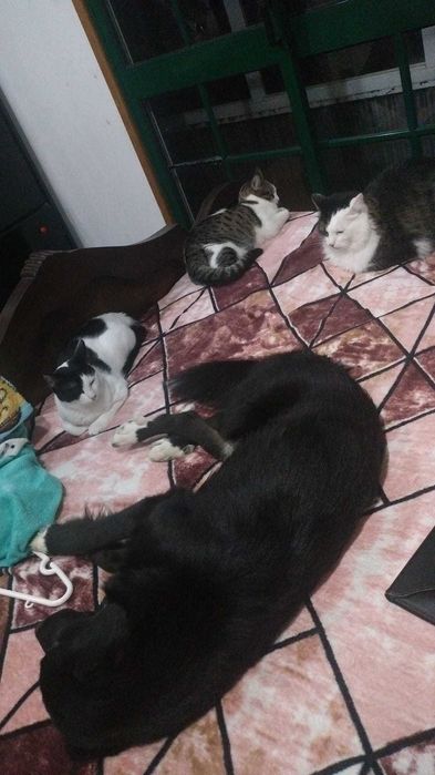 Cão de 9 meses para adoção consciente