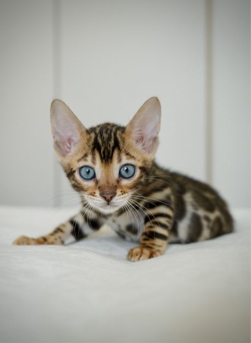 Настоящие Бенгальские котята.