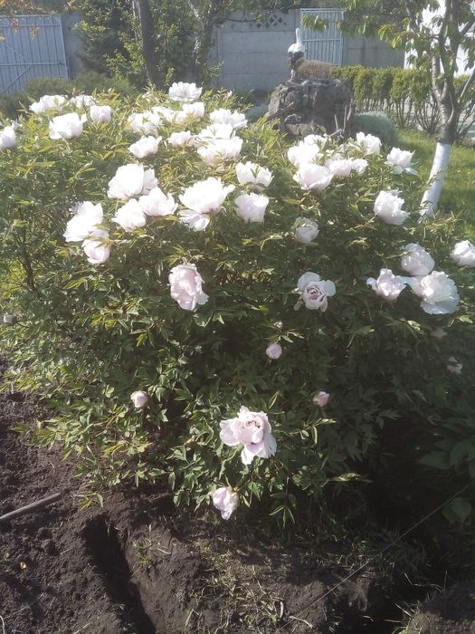 Древовидный пион, саженцы.