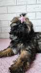 Suczka Shih Tzu 3msc