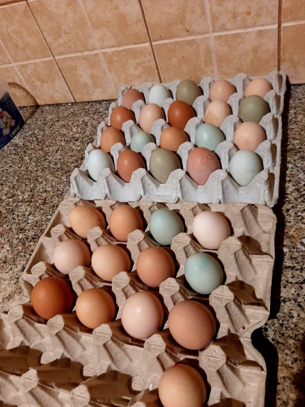 Від домашніх курей яйца
