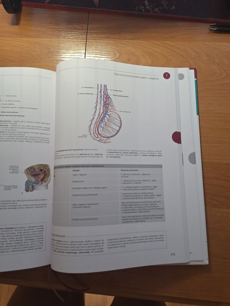 Atlas sobotta narządy wewnętrzne