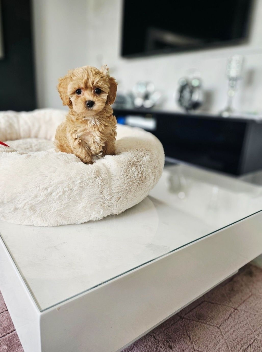 Zjawiskowy Chłopczyk  Maltipoo