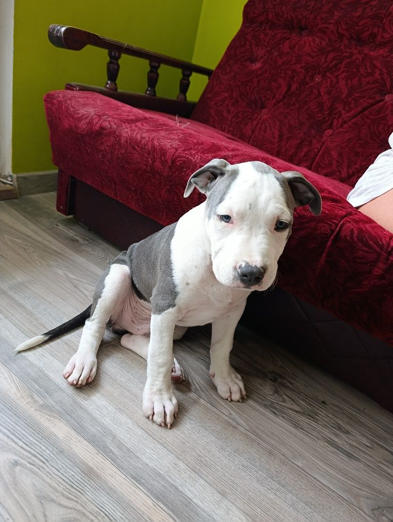 Chłopczyk american staffordshire terrier Amstaff