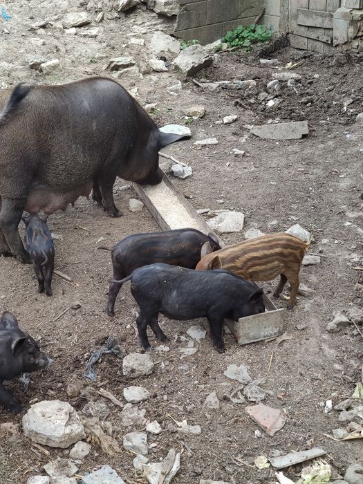 Продаю поросята породи кармали