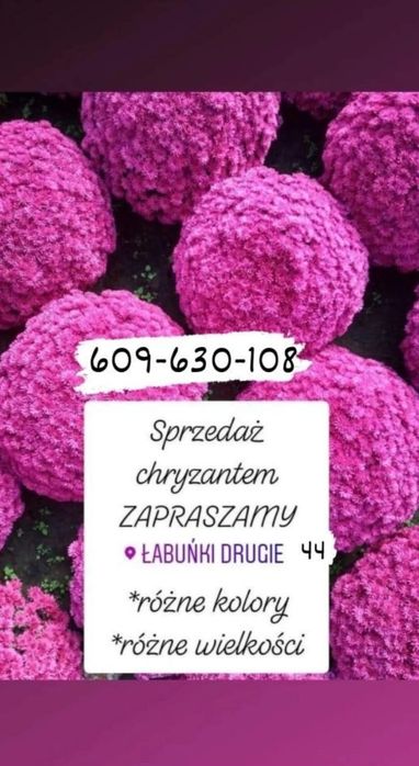 Chryzantemy drobnokwiatowe, kwiaty doniczkowe na Wszystkich Świętych