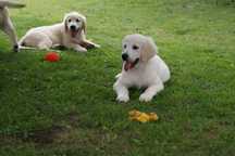 Golden retriever  przepiękne szczenięta z Rodowodem FCI ! Do odbioru!!