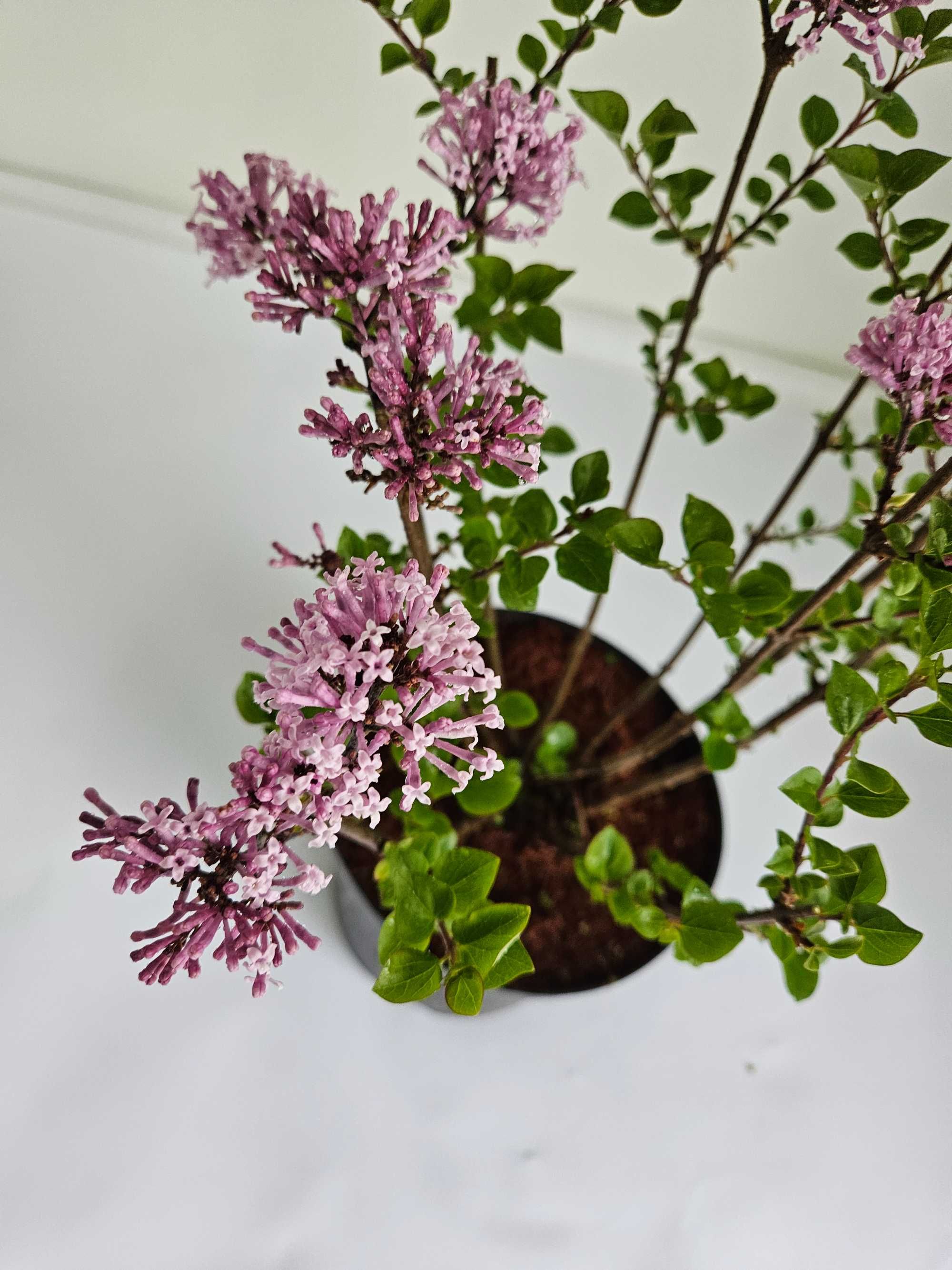 Lilak Meyera 'Palibin' (Syringa meyeri 'Palibin')