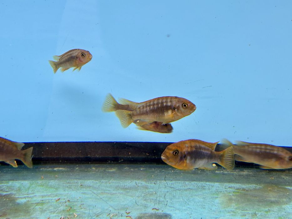 Iodotropheus spriengerae , pyszczaki , pielęgnice afrykańskie Malawian