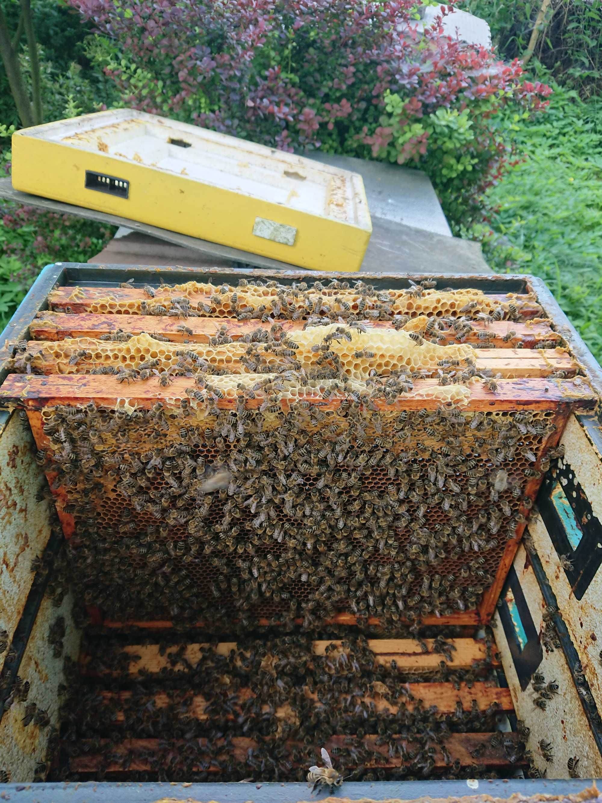 Miód mniszek wielokwiat, akacja, spadź z domowej pasieki POLECAM!