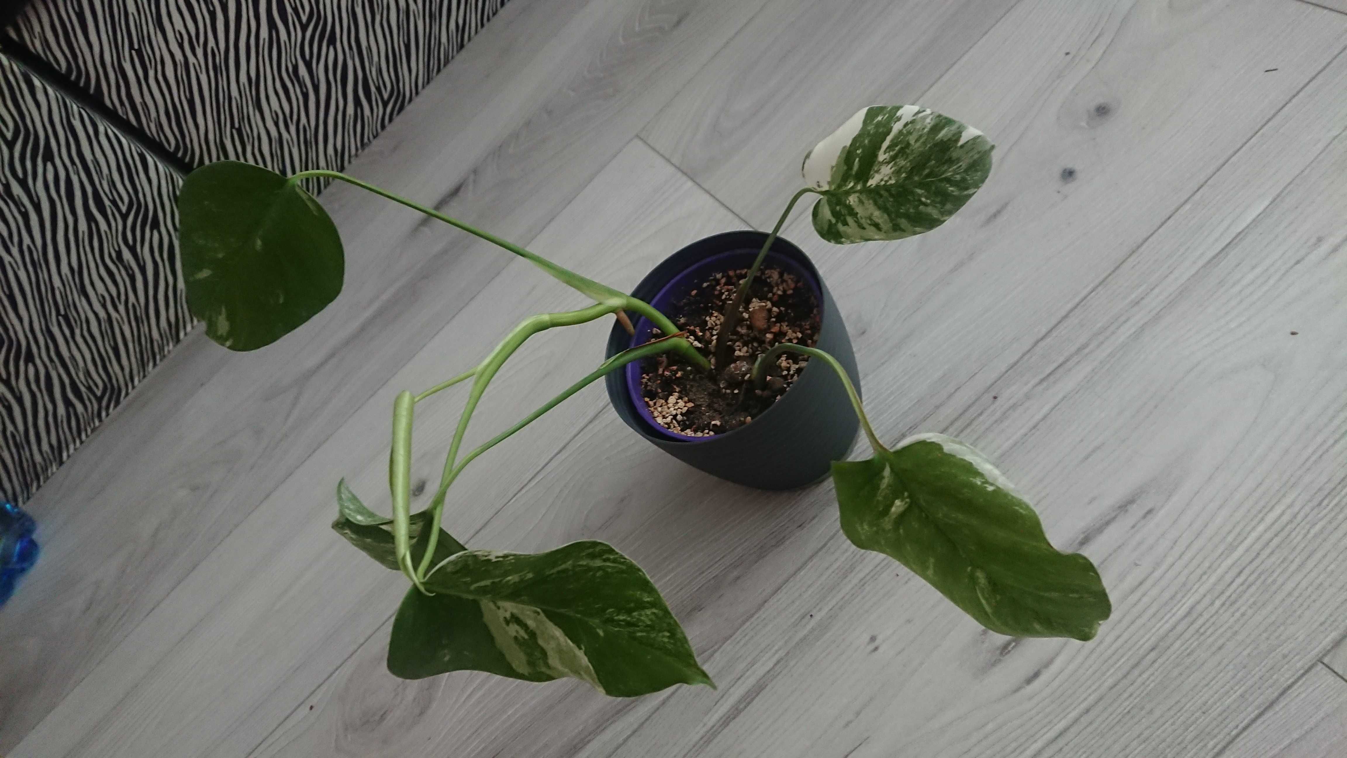 kolekcjonerska roślina monstera variegata duża sadzonka